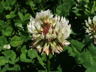 Trifolium repens (trébol blanco)
